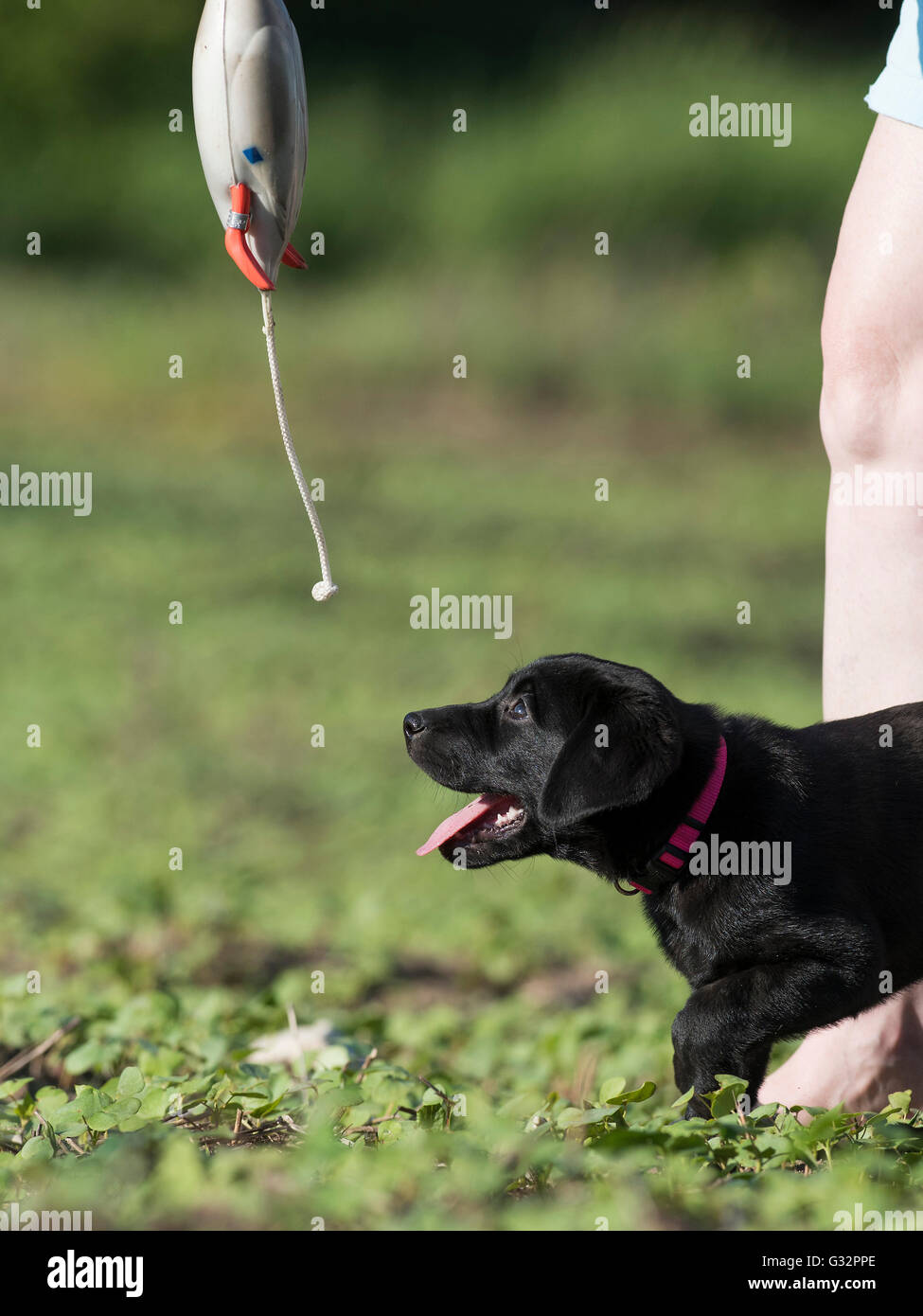 A Black lab puppy with a training bumper Stock Photo Alamy