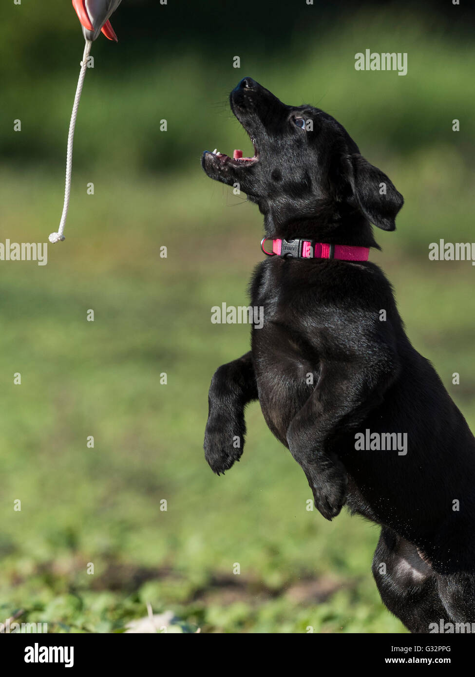 A Black lab puppy with a training bumper Stock Photo Alamy