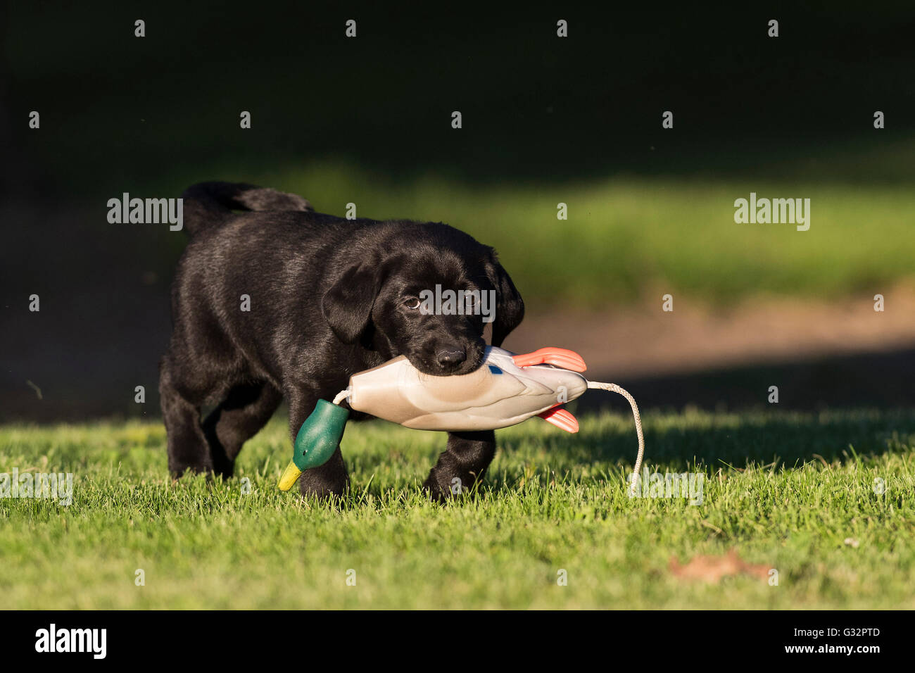 A Black Labrador Retriever retrieving a mallard training bumper Stock