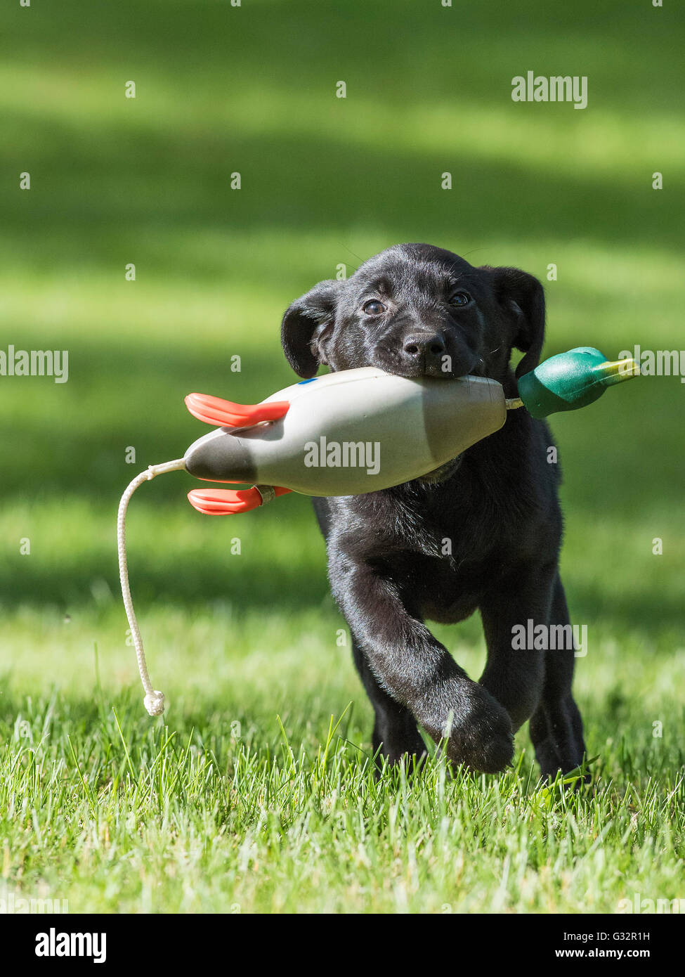A Black Labrador Retriever retrieving a mallard training bumper Stock