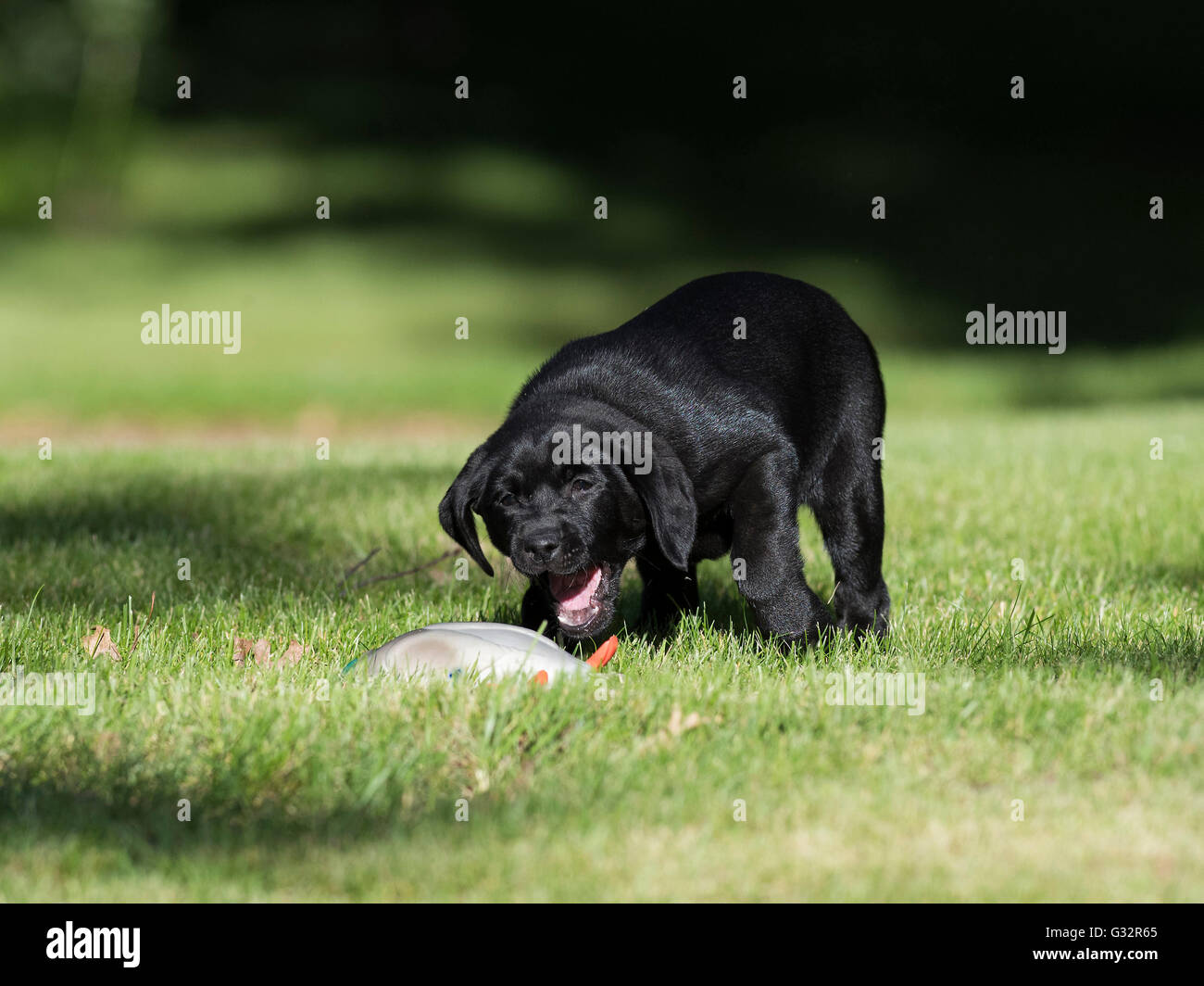 A Black lab puppy with a training bumper Stock Photo Alamy