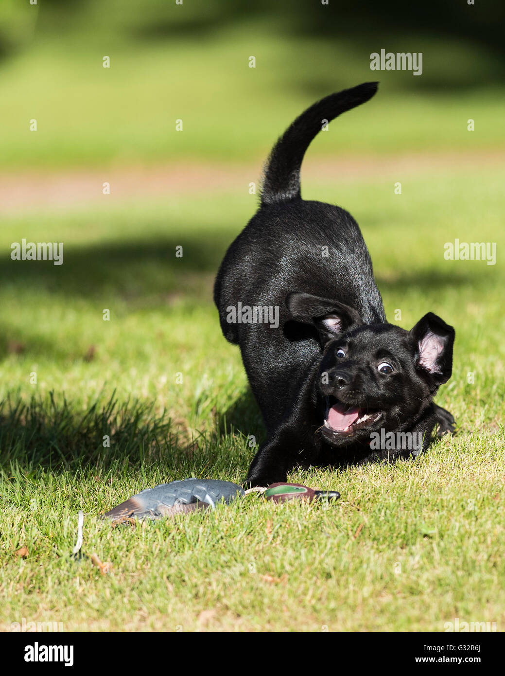A Black lab puppy with a training bumper Stock Photo Alamy