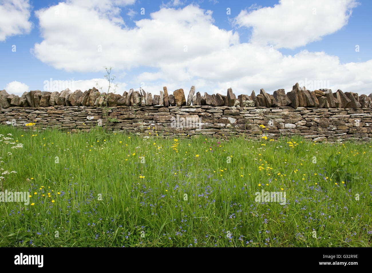 Roadside verge with wildflowers in the Cotswolds. England Stock Photo