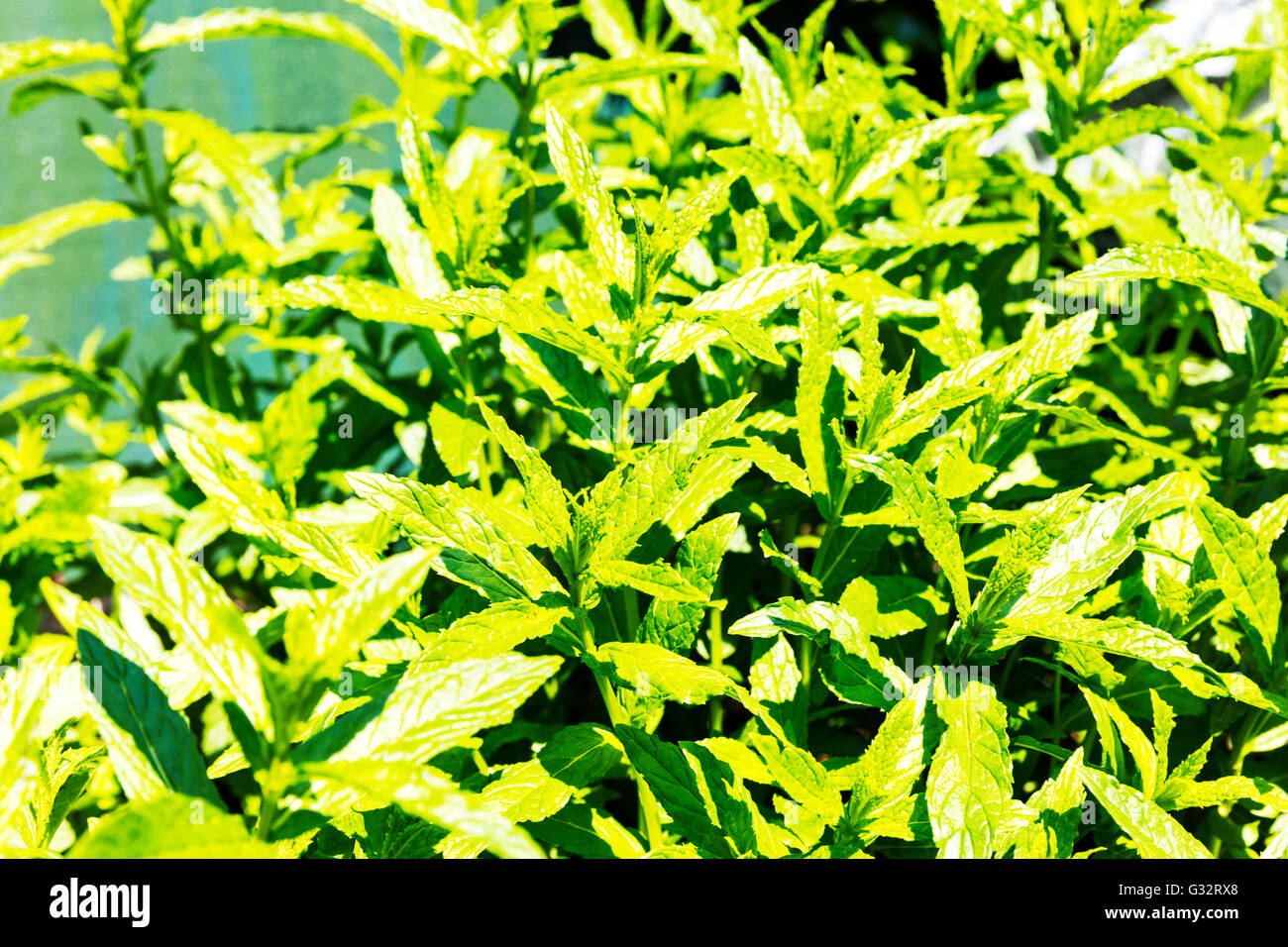 Garden mint plant Mentha sachalinensis herb plants food flavouring flavour flavor flavoring Stock Photo