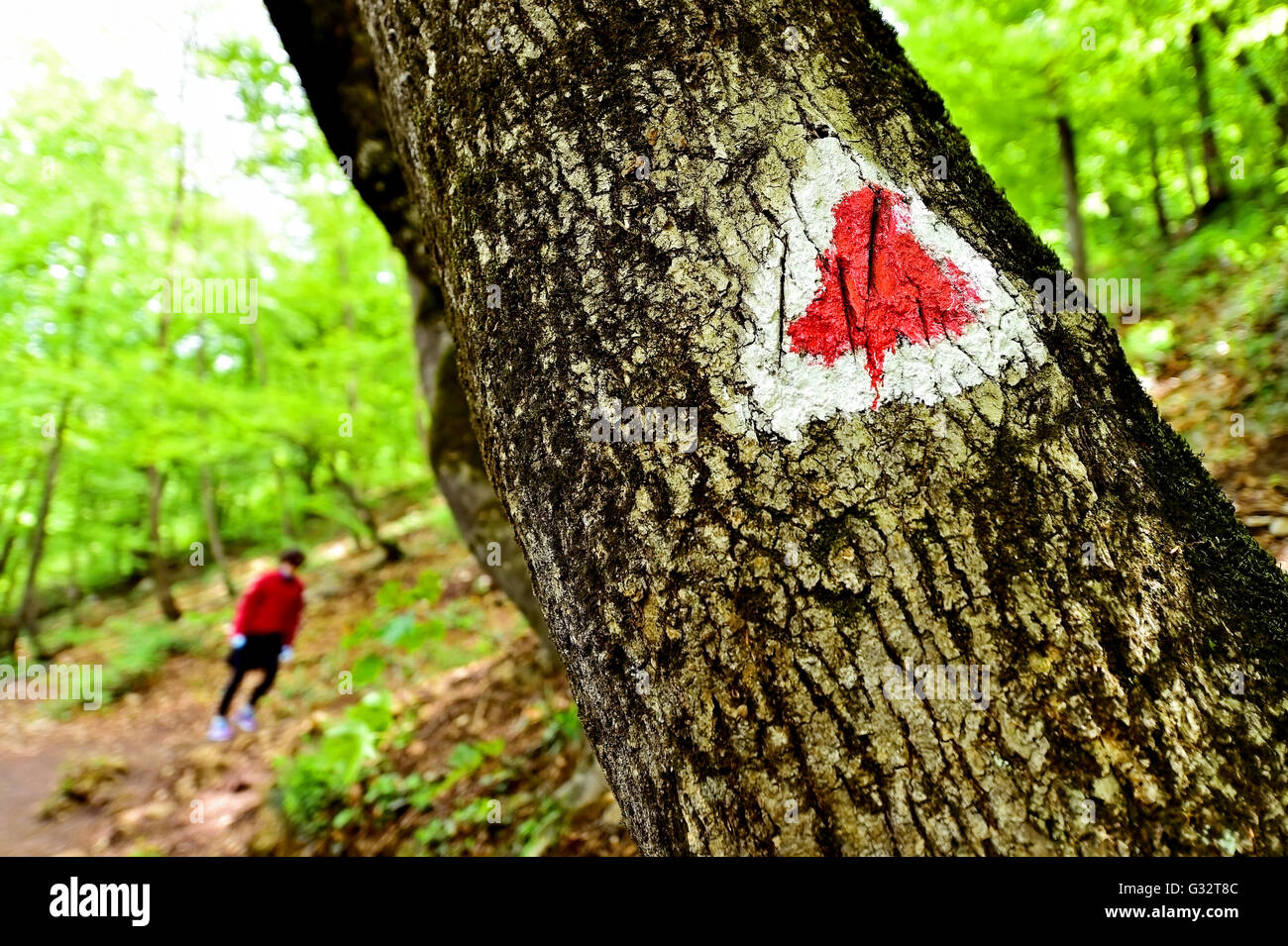Hiking red triangle paint marking on a tree with hiker on the trail Stock Photo