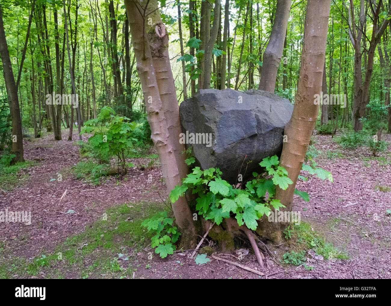 outdoor sculpture  Stone Coppice by Andy Goldsworthy at Jupiter Artland outside Edinburgh , Scotland , united Kingdom Stock Photo