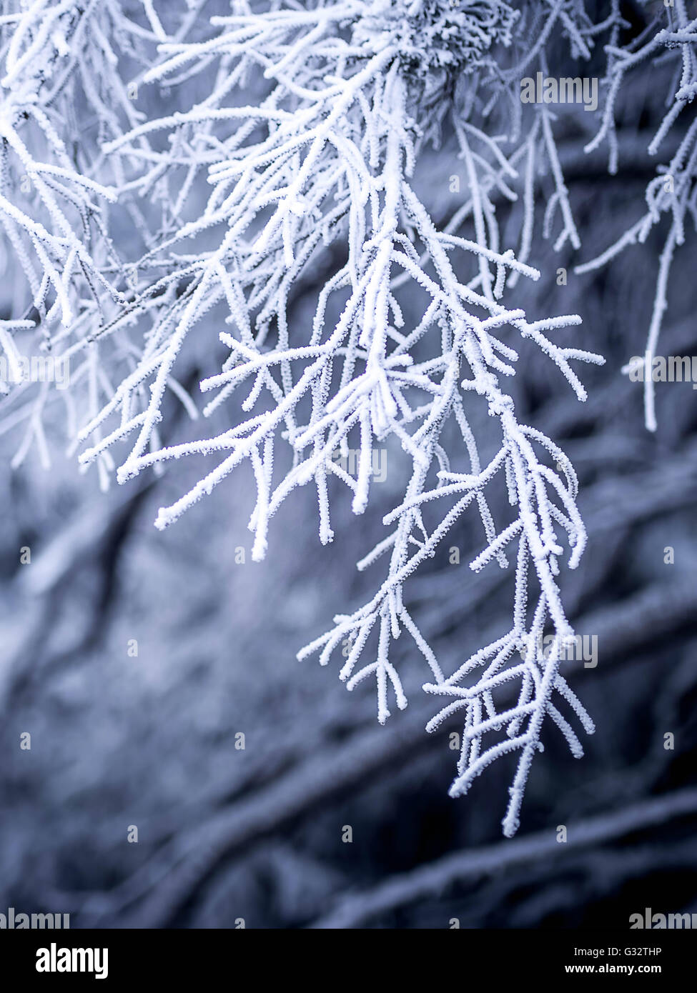 Close up frozen branches hi-res stock photography and images - Alamy