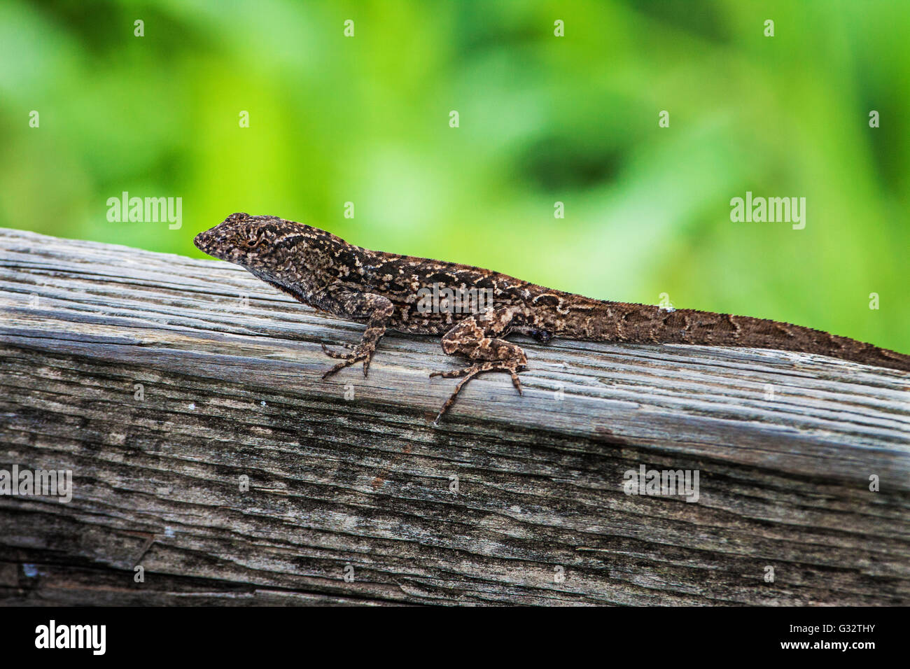 Brown Anole Lizard Stock Photo Alamy