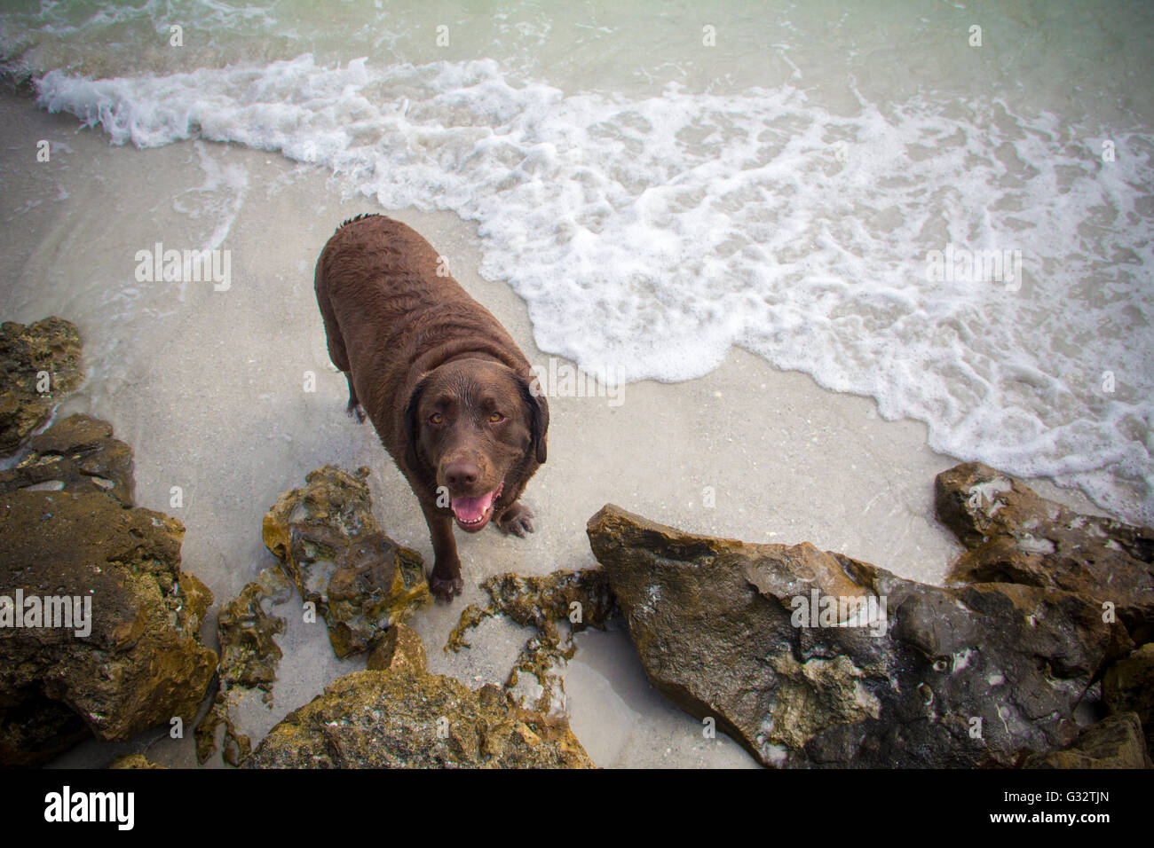 Brown labrador dog standing on beach Stock Photo