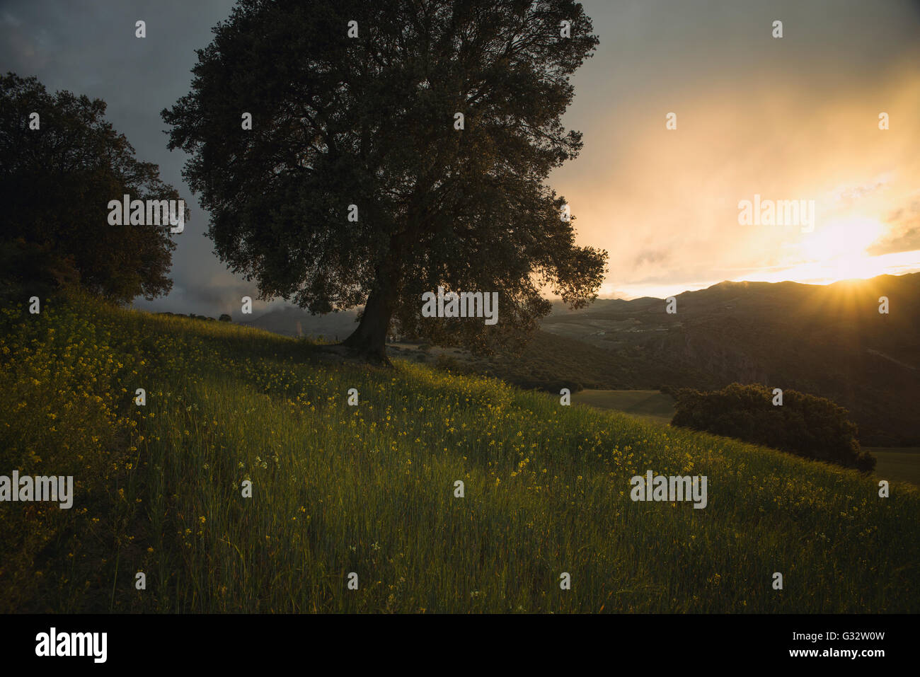 Tree in field at sunset, Granada, Andalucia, Spain Stock Photo