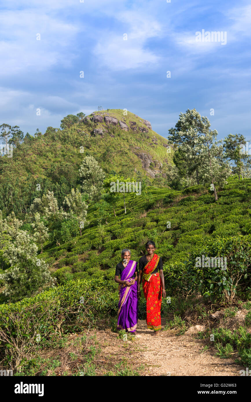 Two women Walking through a tea plantation, Sri Lanka Stock Photo