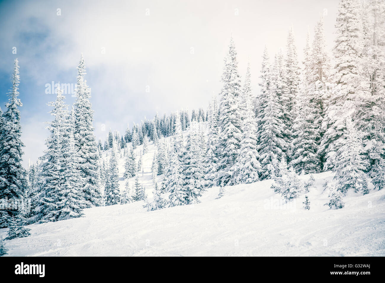 Snow covered landscape and evergreens, Steamboat Springs, Colorado, United States Stock Photo