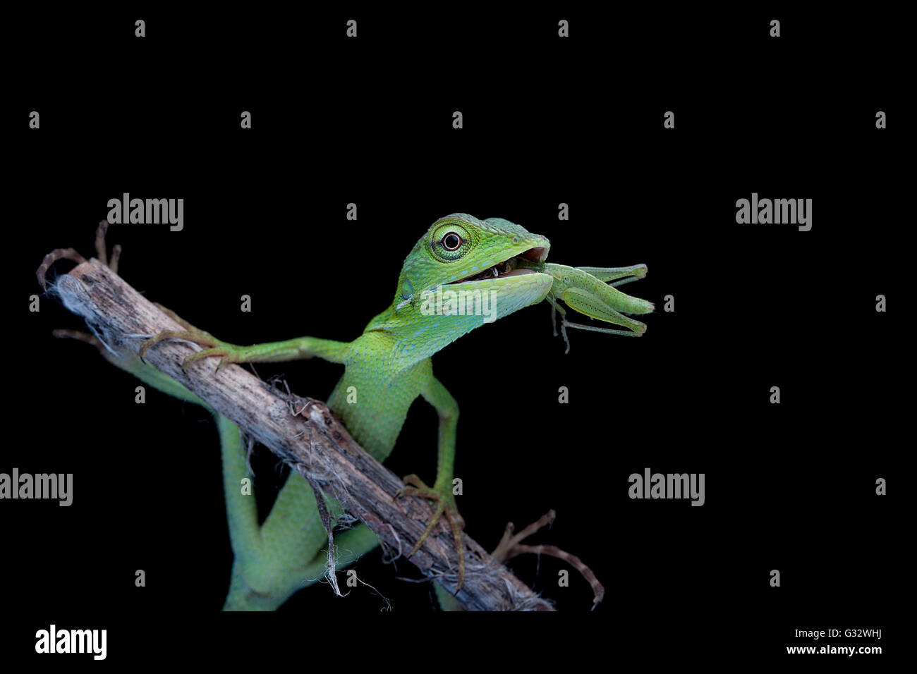 Lizard eating insect hires stock photography and images Alamy
