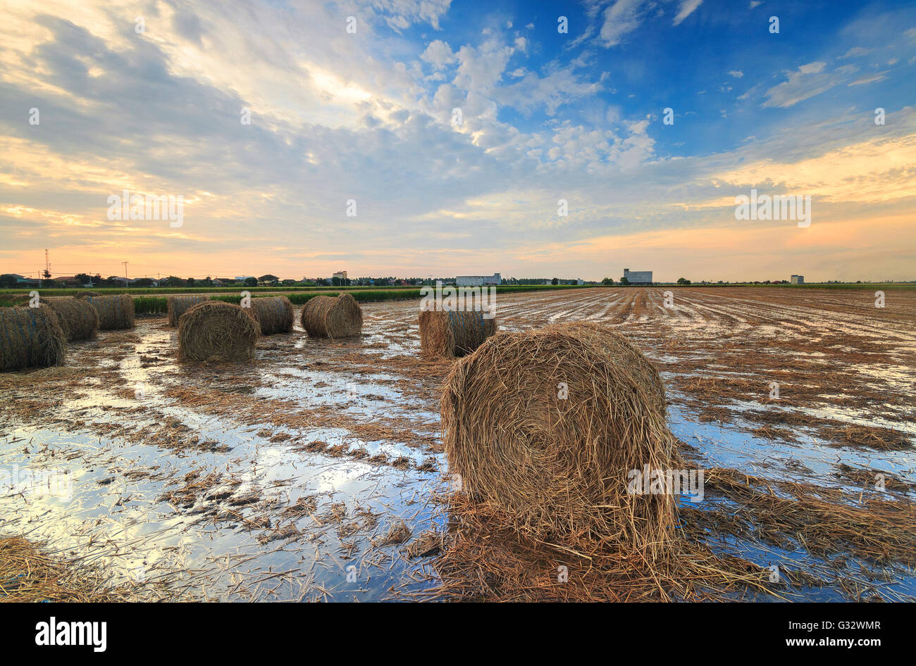 Hay bales in field, Selangor, Malaysia Stock Photo