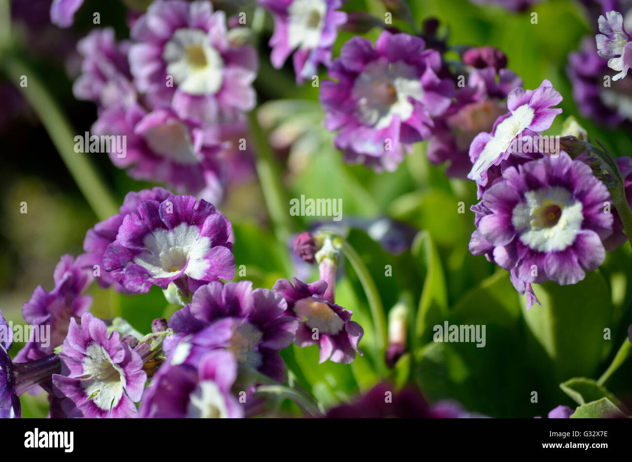 beautiful violet, yellow and purple primula x, pubescens flowers blooming in summer sunshine Stock Photo