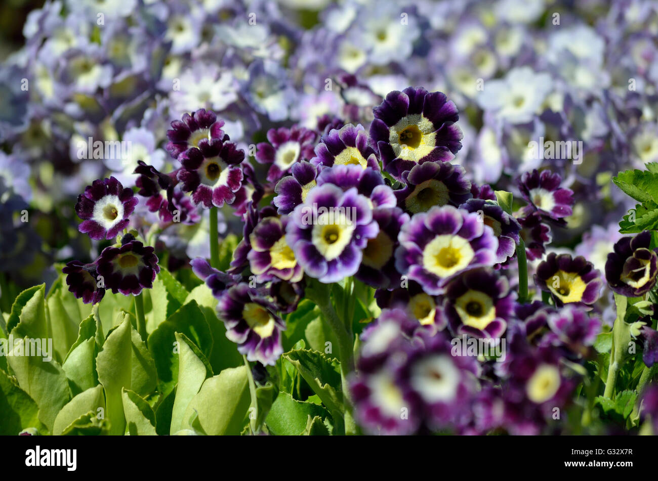 beautiful violet, yellow and purple primula x, pubescens flowers blooming in summer sunshine Stock Photo