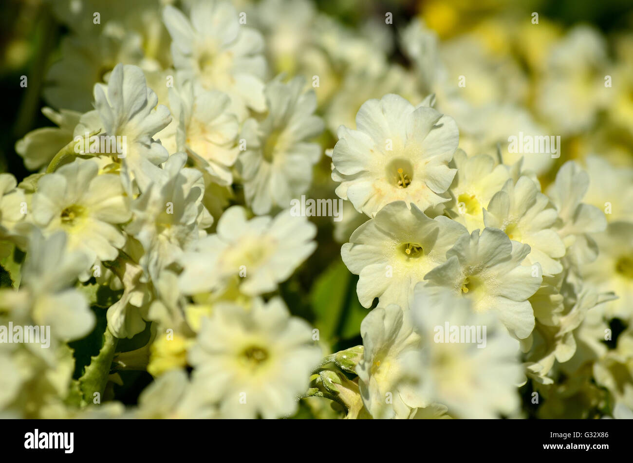 beautiful white primula pubescens flowers in summer sunshine Stock Photo