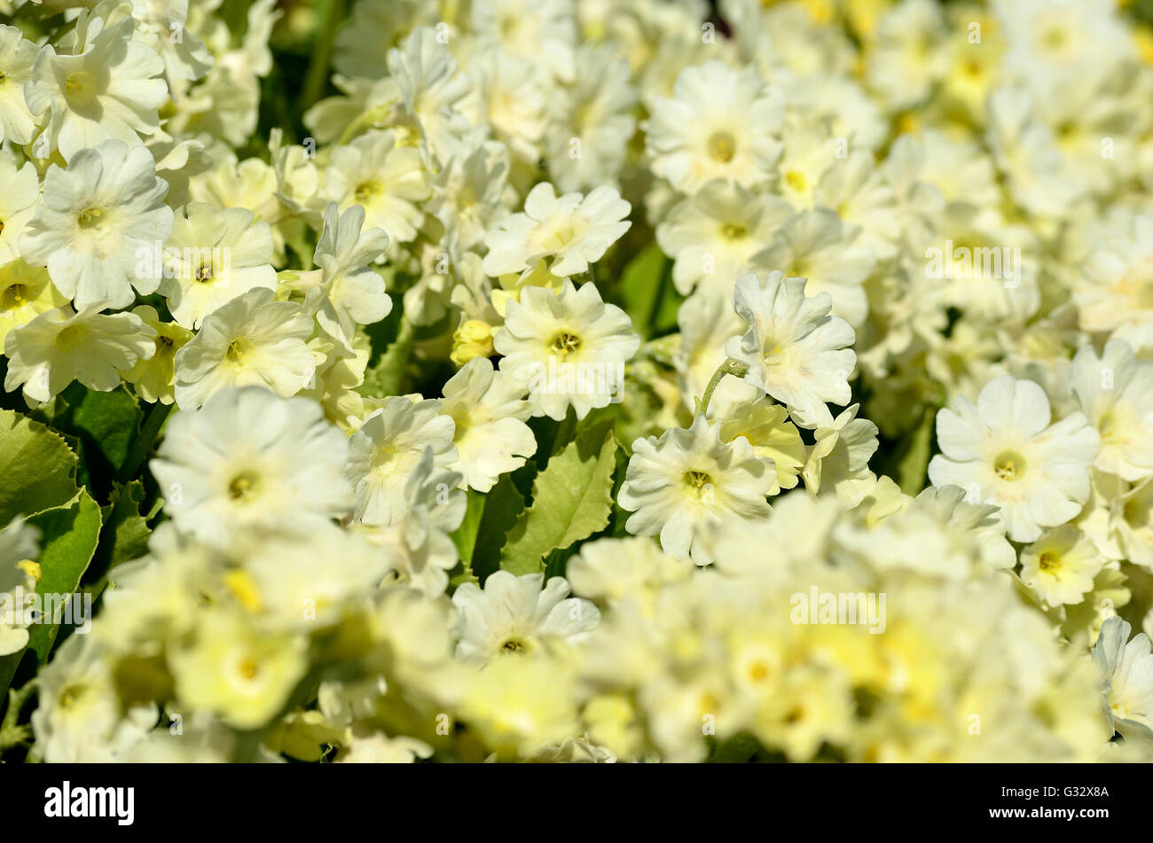 beautiful white primula pubescens flowers in summer sunshine Stock Photo