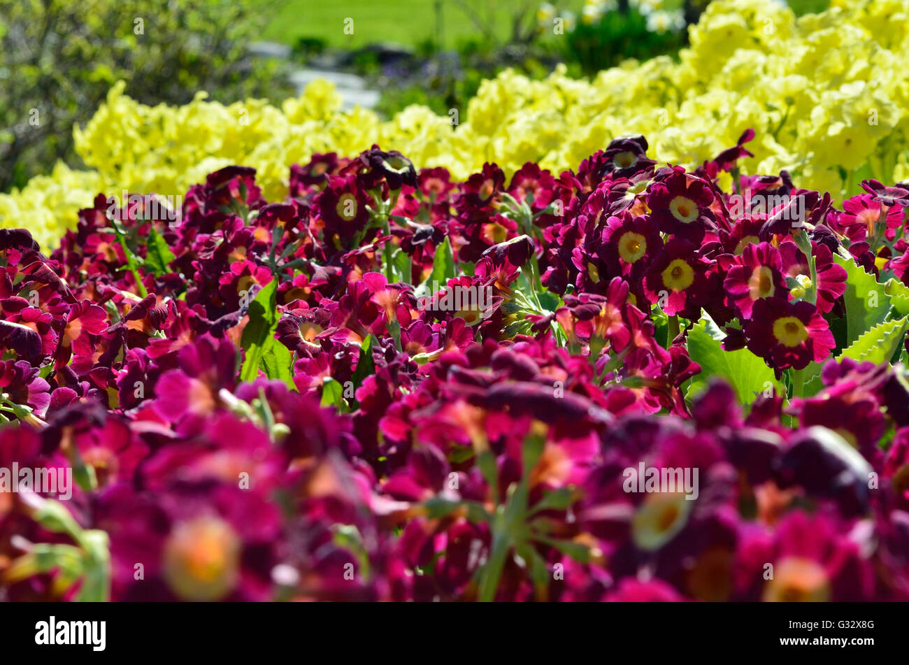 beautiful different colored primula pubescens flowers in summer sunshine Stock Photo