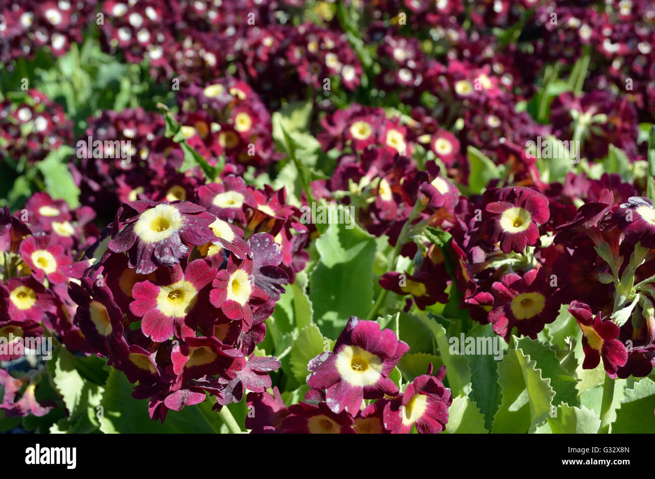 beautiful violet and purple primula pubescens flowers in summer sunshine closeup Stock Photo