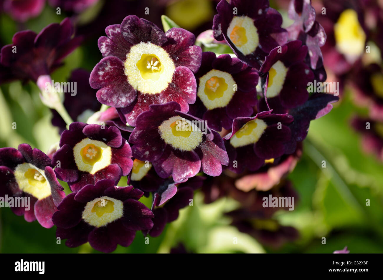 beautiful violet and purple primula pubescens flowers in summer sunshine closeup Stock Photo