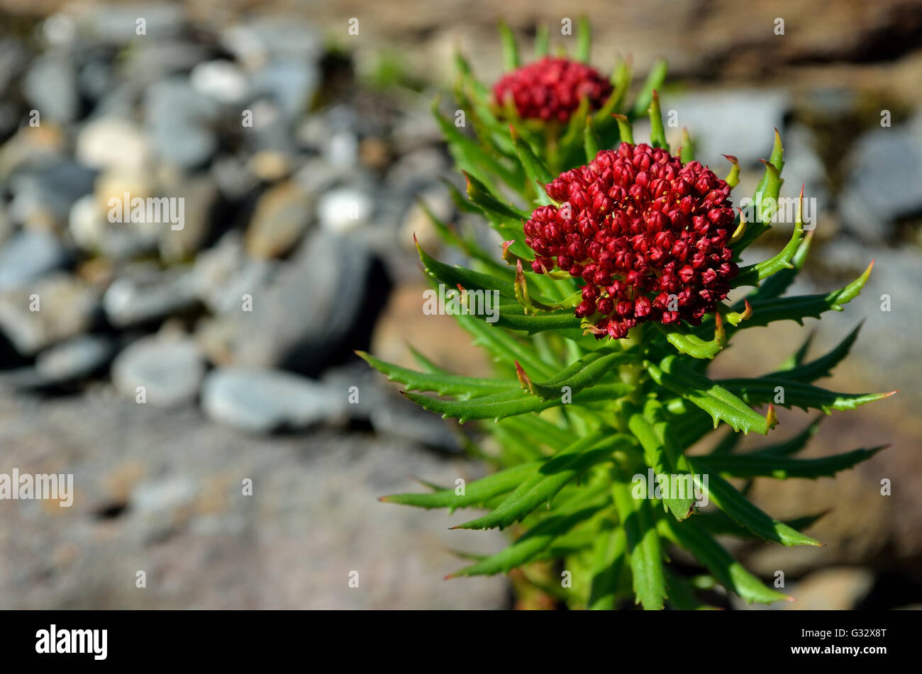 beautiful red and green rhodiola kirilowii plant in summer sunshine Stock Photo