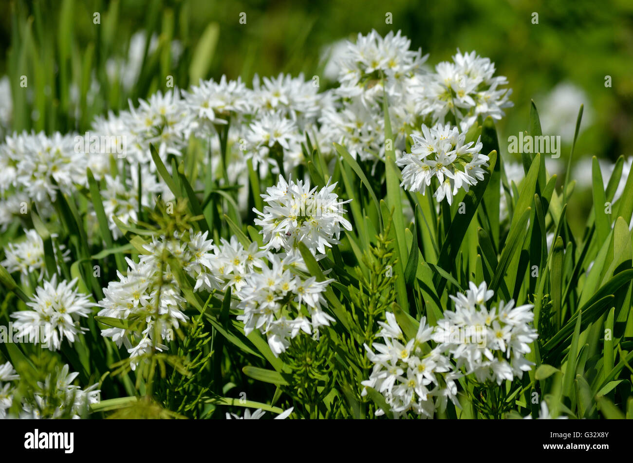 Allium Narcissiflorum White Wild Onion Native To Southern France And North West Italy In Summer Stock Photo Alamy