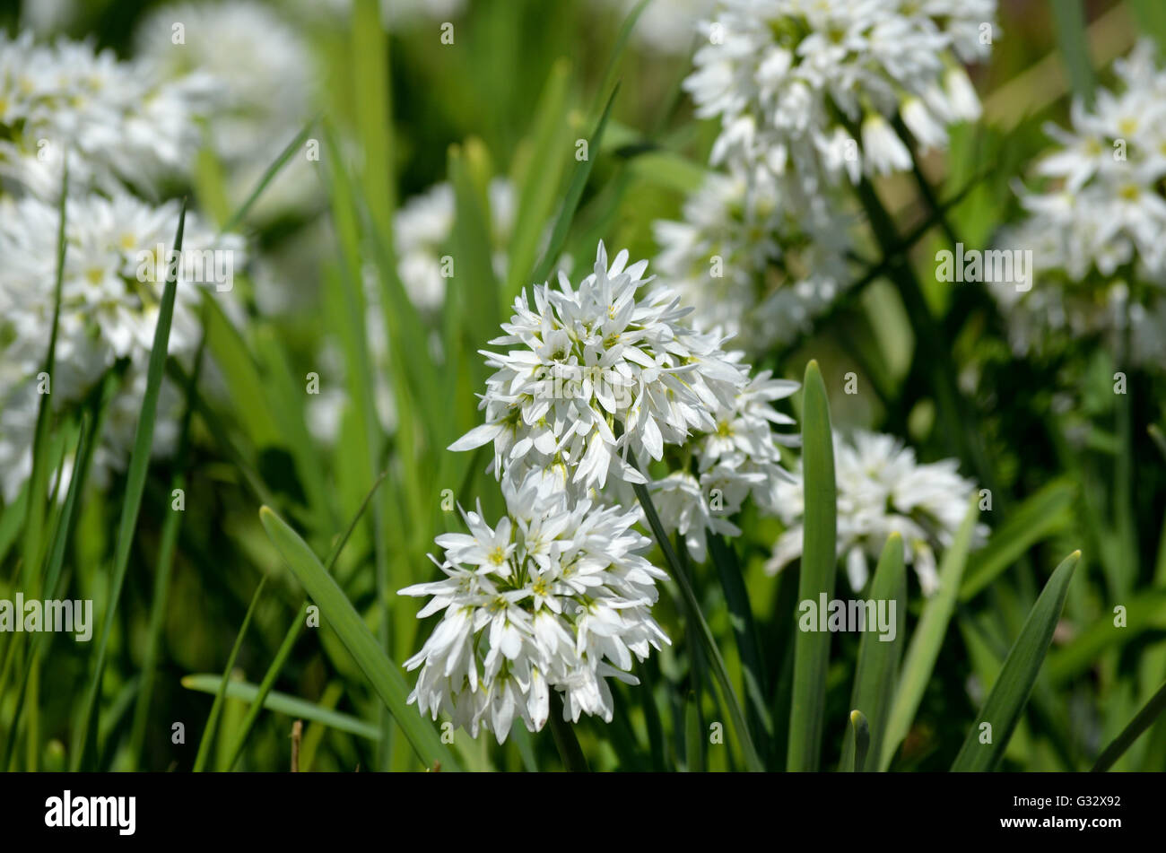 Allium Narcissiflorum White Wild Onion Native To Southern France And North West Italy In Summer Stock Photo Alamy