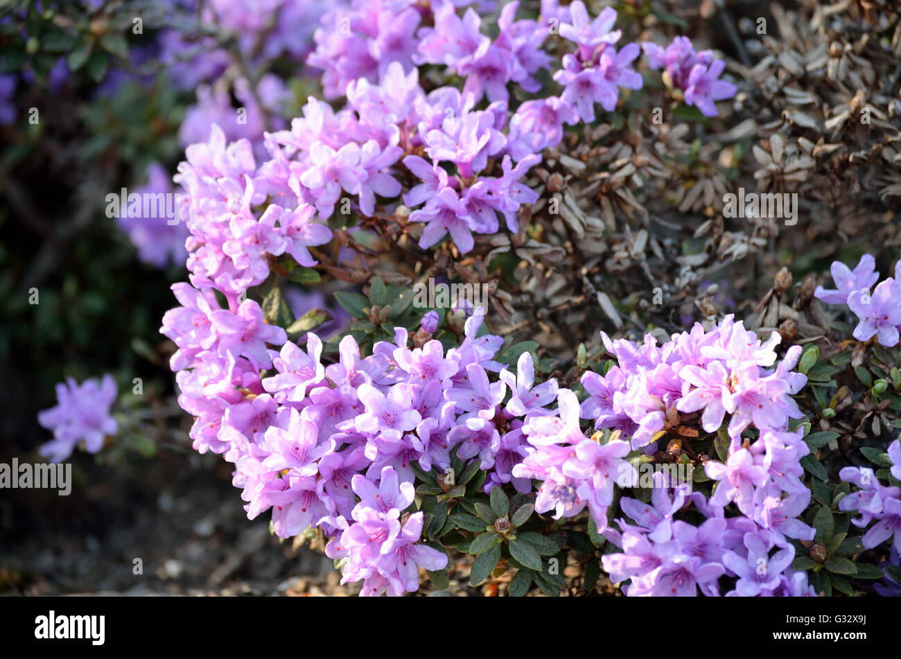 Violet rhododendron hi-res stock photography and images - Alamy