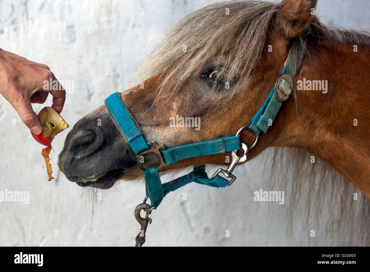 Hand with an apple for a pony, woman feeding horse, horse bridle Stock Photo
