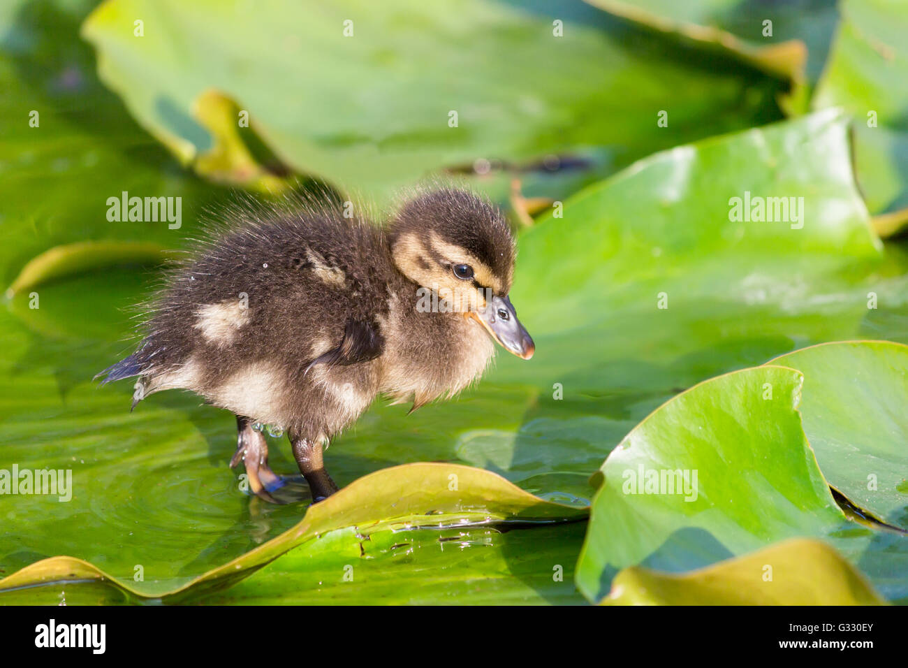 Brown baby duck walking on water lily leaves in spring season Stock Photo