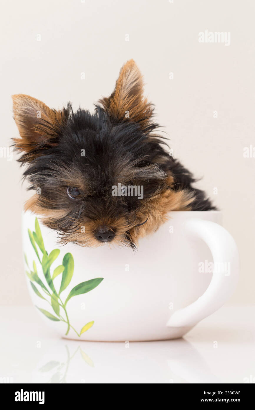 Teacup dog hi-res stock photography and images - Alamy