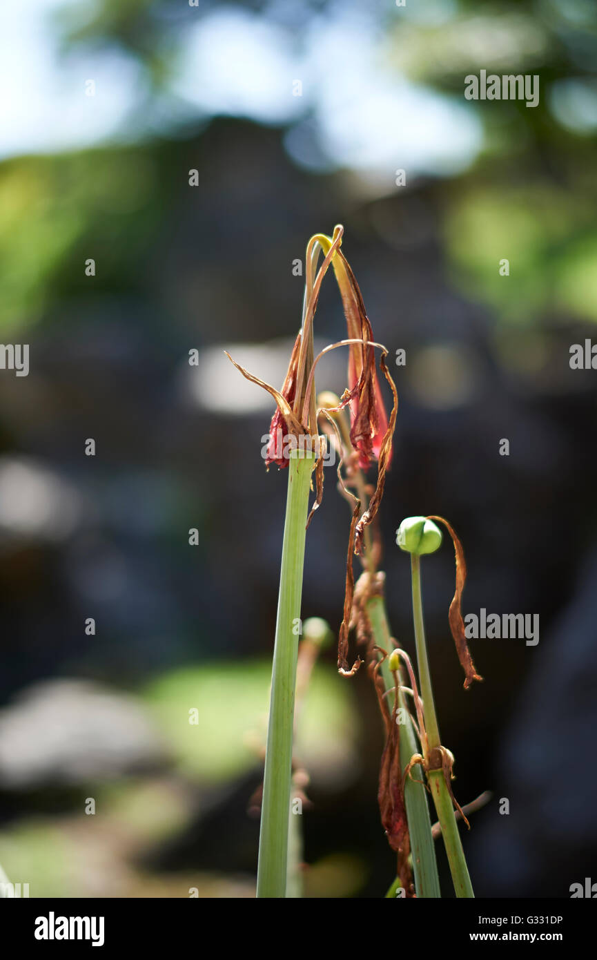 A mostly dead red Amaryllis flower with a shallow depth of field for subject isolation on a sunny day. Stock Photo