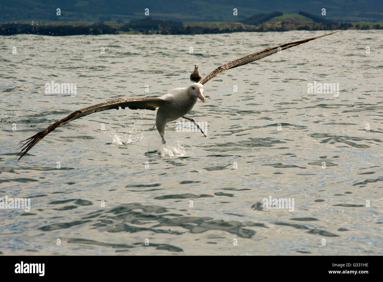 Wandering Albatross starting from the Pacific Ocean near the coast of Kaikoura in New Zealand. Stock Photo