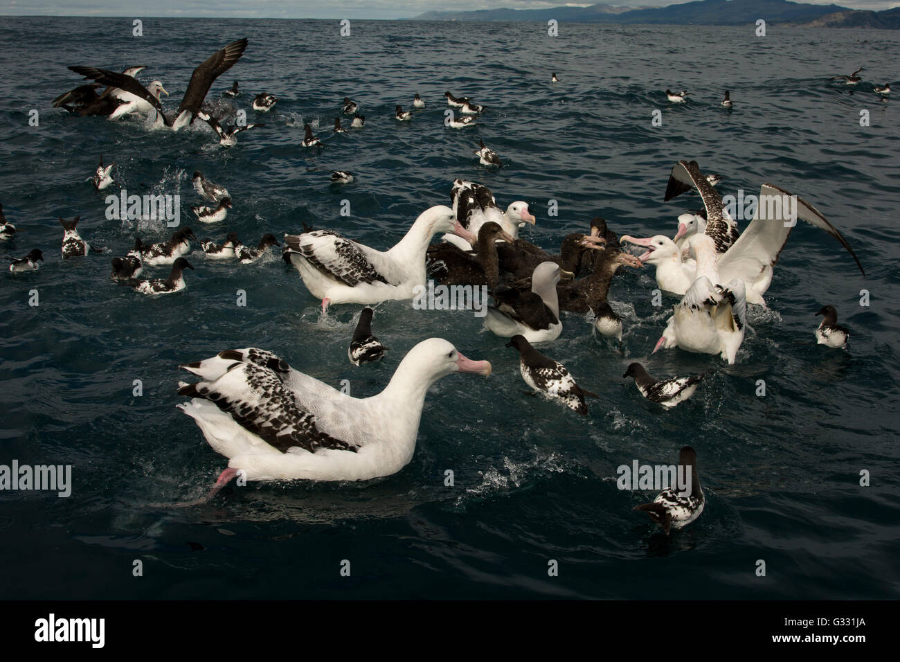 Albatross Encounter attract on the Pacific Ocean albatrosses and other seabirds with baits from fish liver. Stock Photo