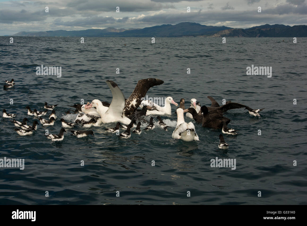 Albatross Encounter attract on the Pacific Ocean albatrosses and other seabirds with baits from fish liver. Stock Photo