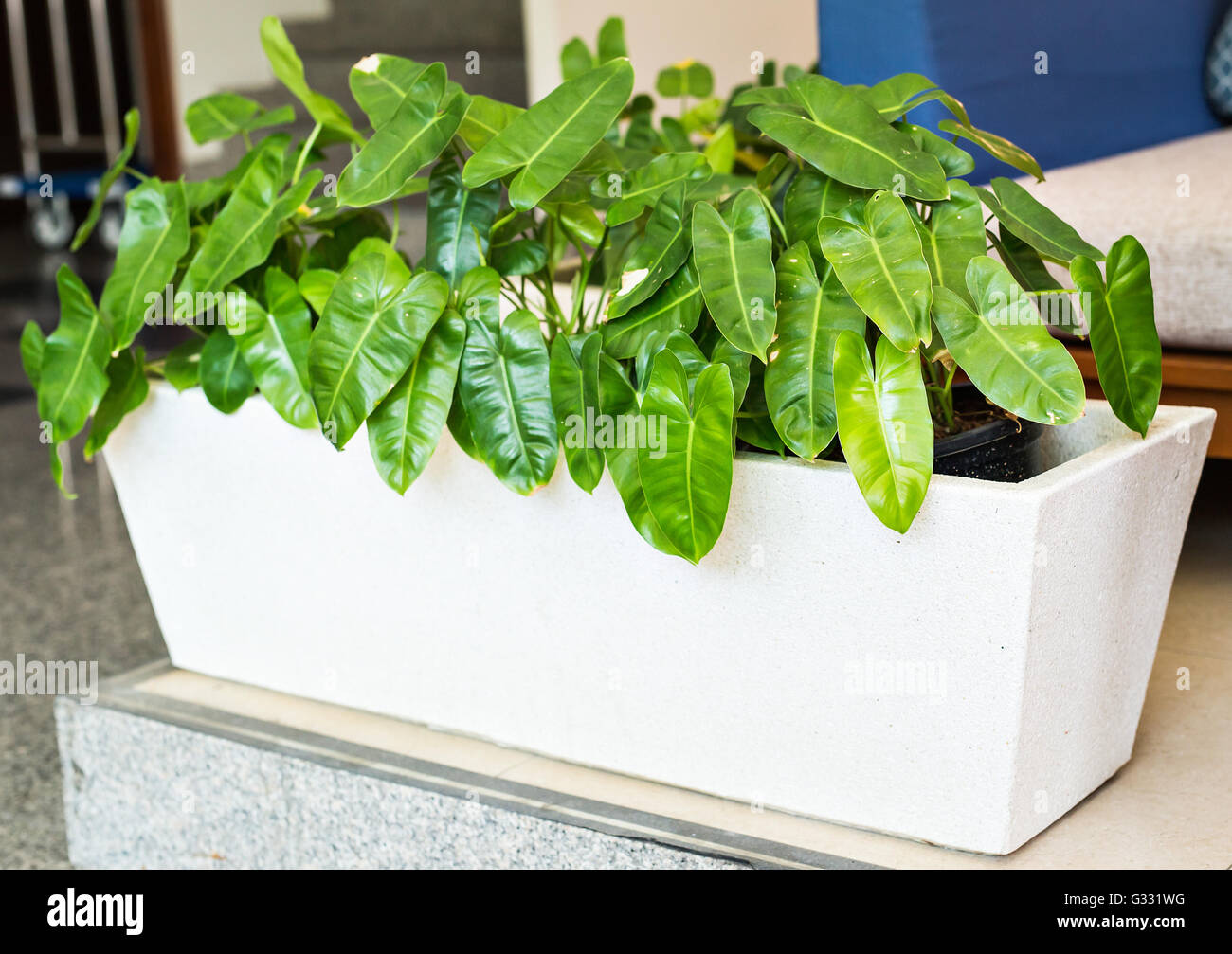 Green potted plants Stock Photo Alamy