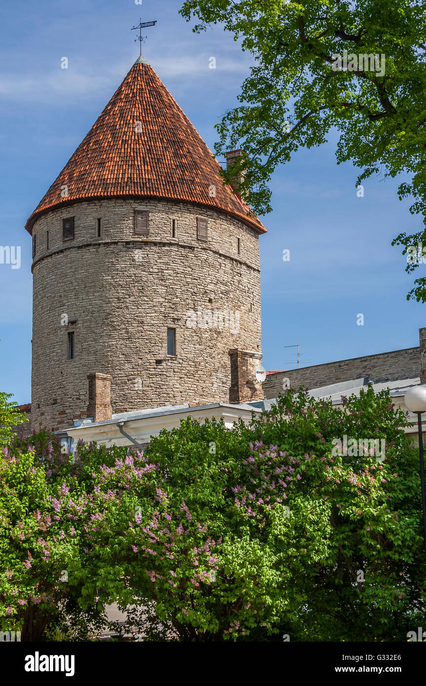 Medieval Tower In Tallinn Stock Photo