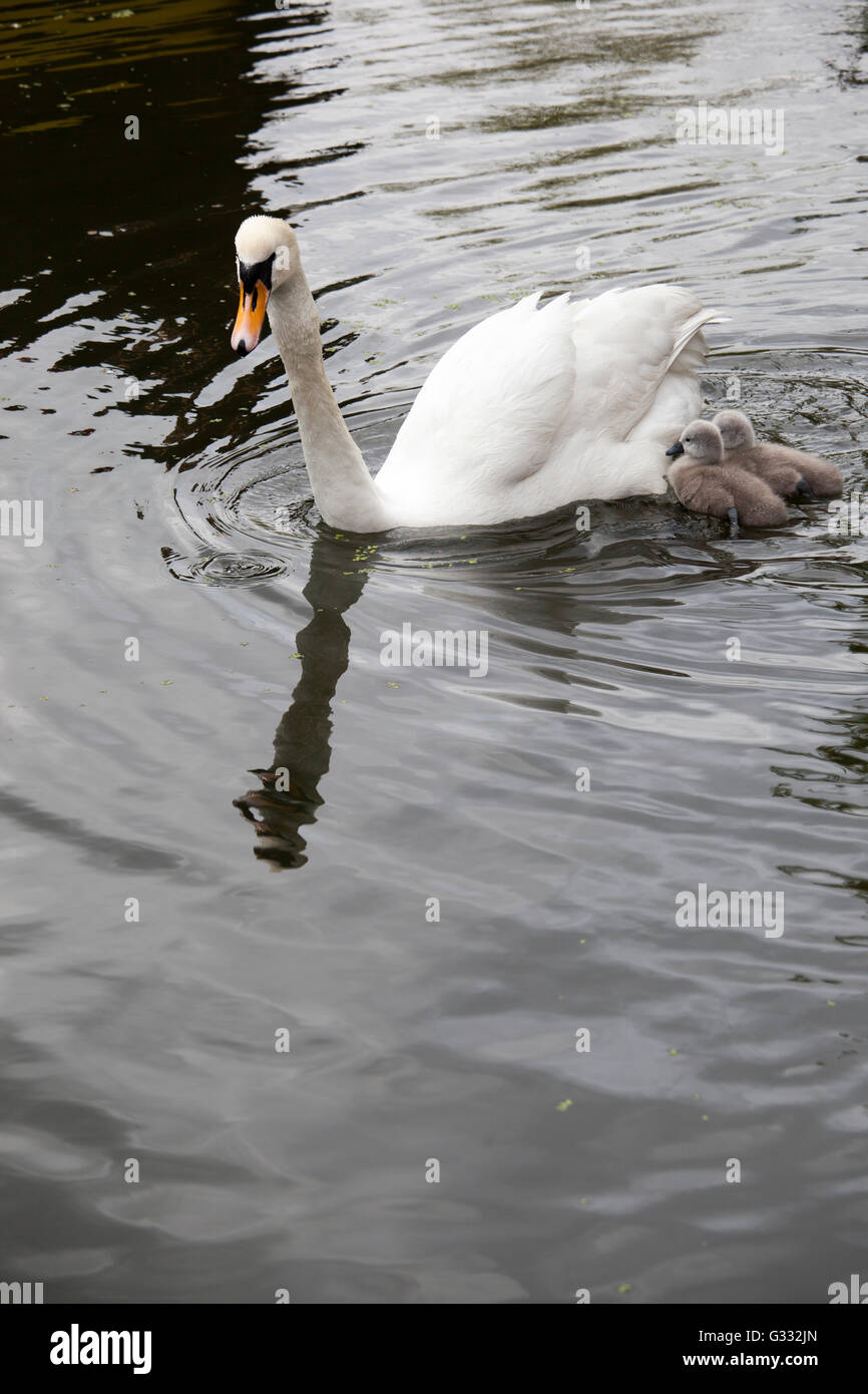 swan and Stock Photo Alamy