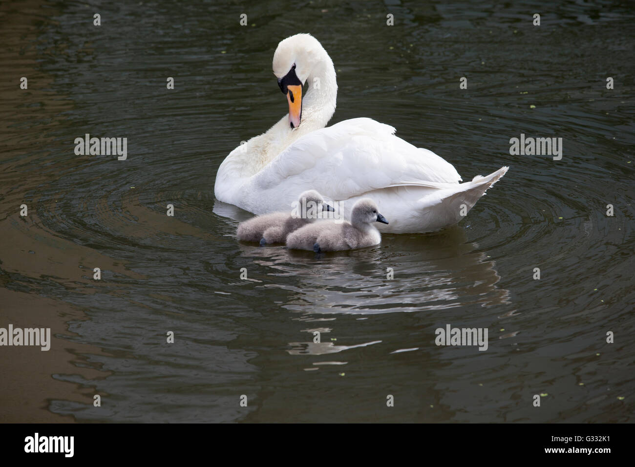 Young swan pair hi-res stock photography and images - Alamy