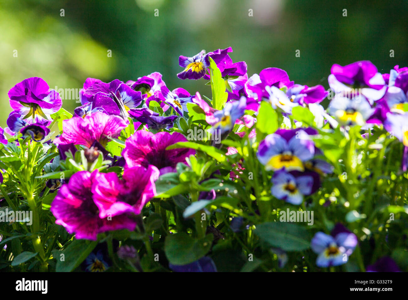 Pansy Display Pansy display hi-res stock photography and images - Alamy