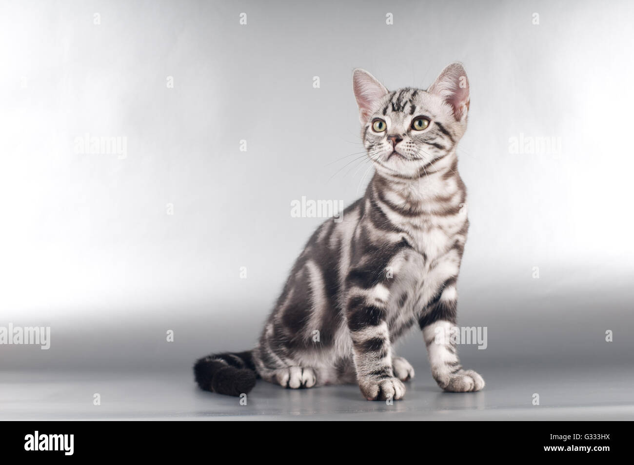 American shorthaired kittens on silver background Stock Photo