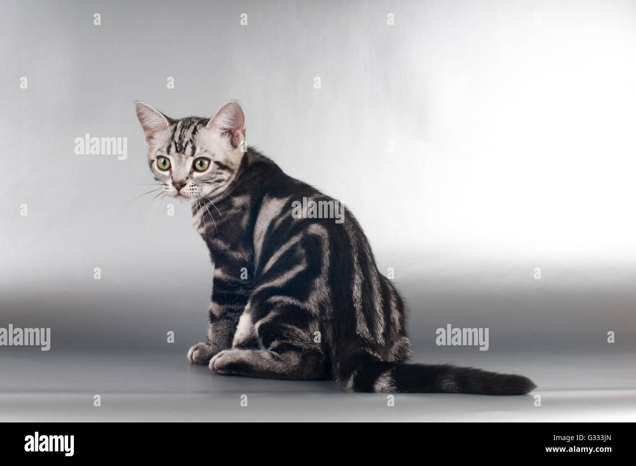 American Shorthaired Kittens On Silver Background Stock Photo