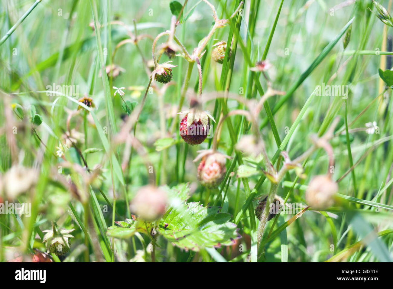 Strawberry bush growing in the garden Stock Photo - Alamy