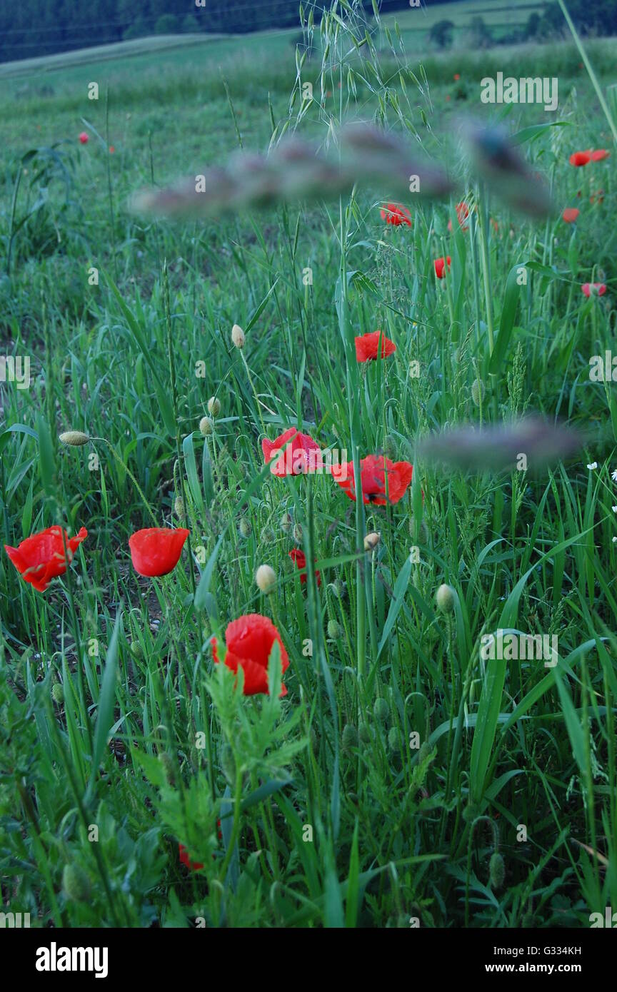 Beautiful poppy field clouds hi-res stock photography and images - Alamy