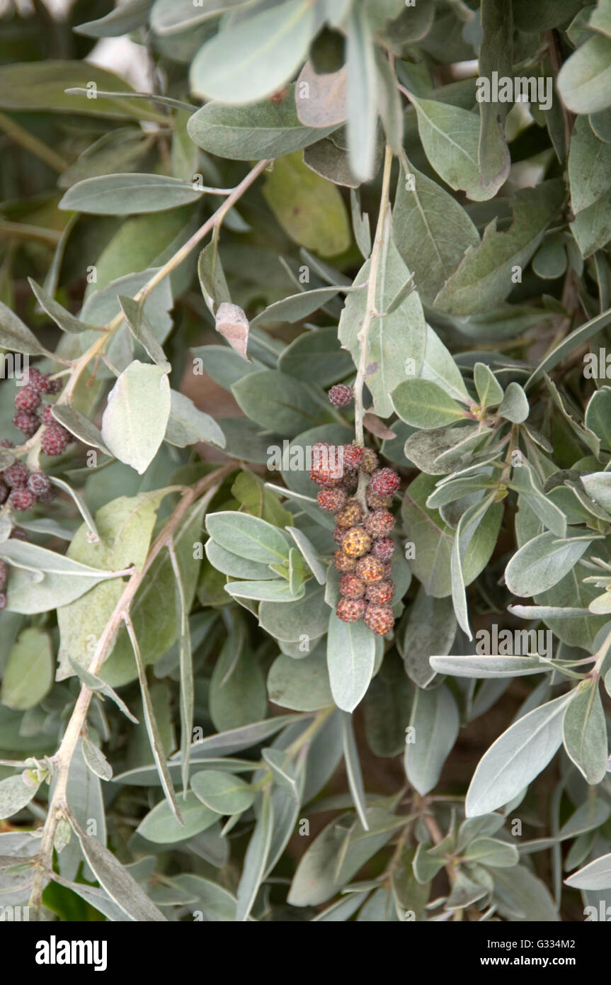 Conocarpus Erectus Sericeus, Silver Buttonwood Stock Photo