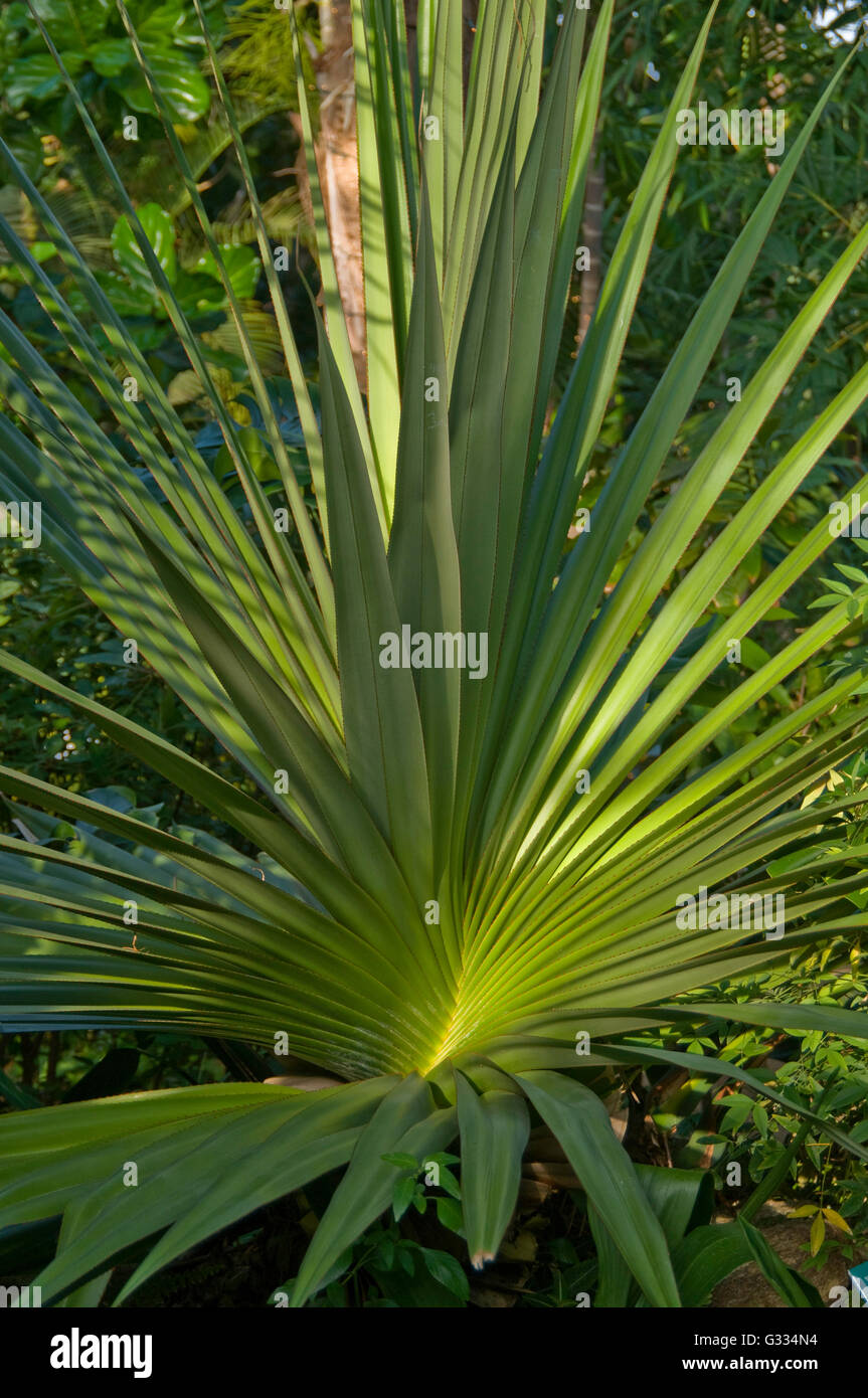Pandanus utilis, Screw Pine Stock Photo 105175760 Alamy
