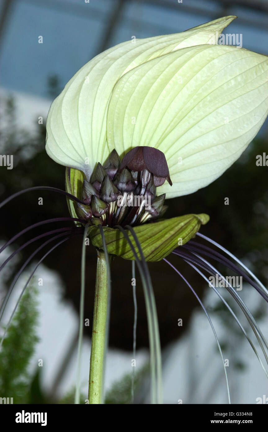 White Bat Flower , Tacca integrifolia Bat Plant, Stock Photo