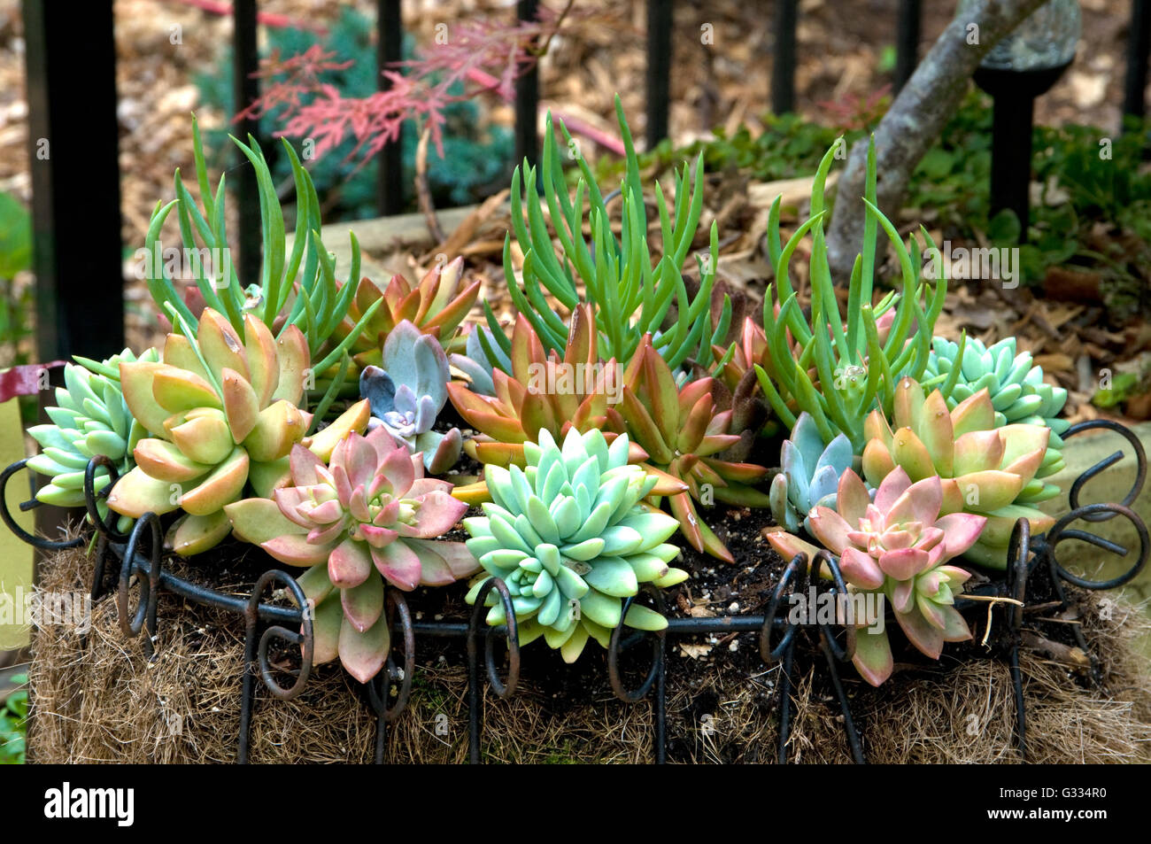 Assorted succulents in wire basket Stock Photo Alamy