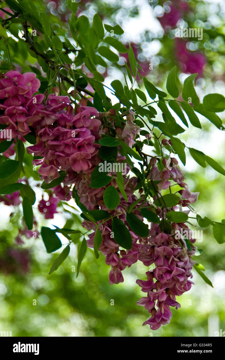 Robinia pseudoacadia 'Purple Robe'  Purple Robe Locust Stock Photo